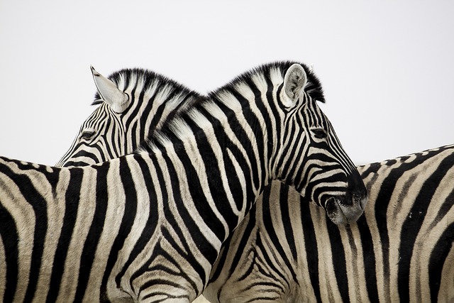 safari-ticket-640x480-13272540.jpeg