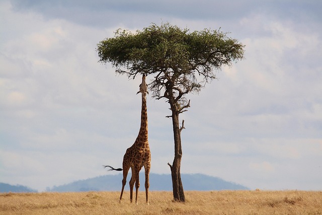 safari ticket