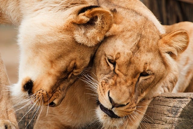 Dubai Safari Ticket Guide: Sunset Desert Adventures Unveiled