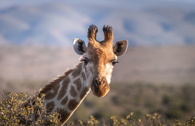 safari ticket