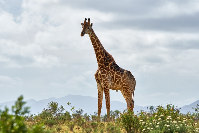 safari ticket
