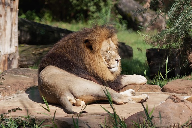 safari-ticket-640x480-27930476.jpeg