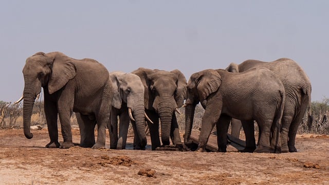 Dubai Desert Safari Tickets: Cultural Adventure Tours Unveiled