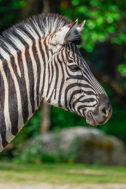 safari-ticket-640x480-35027592.jpeg