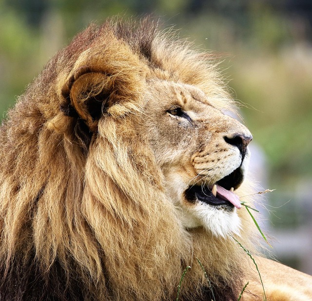 safari-ticket-640x480-4117904.jpeg