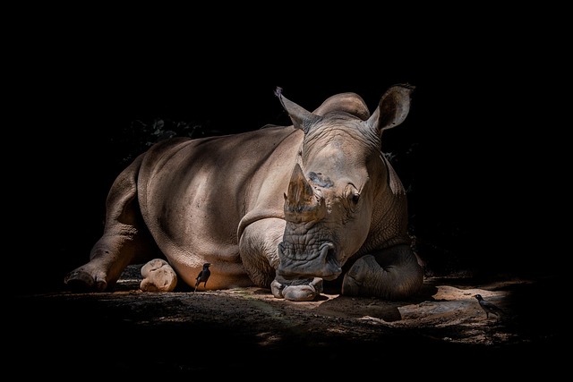 safari-ticket-640x480-51430803.jpeg