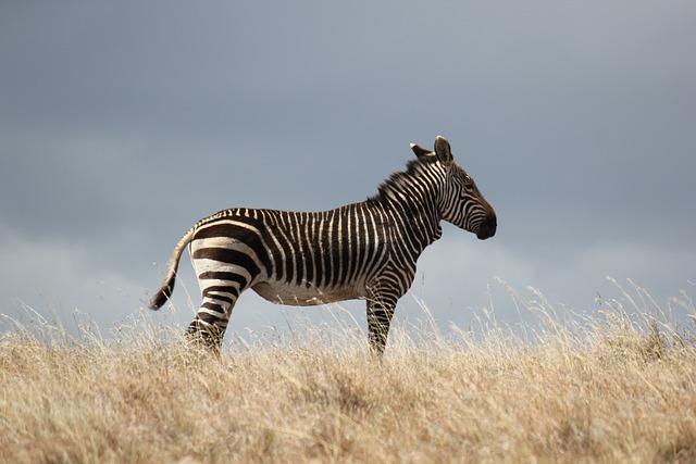 Discover Dubai’s Desert Magic: Unveiling the Ultimate Safari Experience