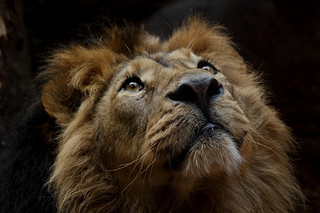 safari-ticket-640x480-82463057.jpeg