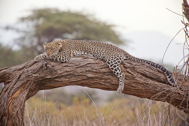 safari ticket