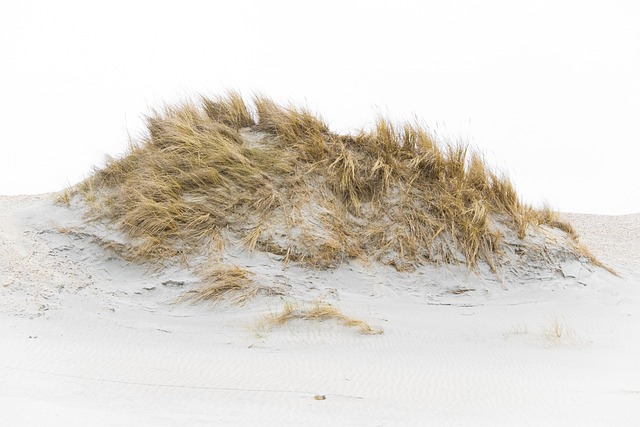 Sand Dune Buggy