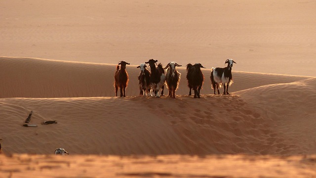 sand-dune-buggy-640x480-58870667.jpeg