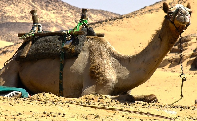 Sand Dune Buggy