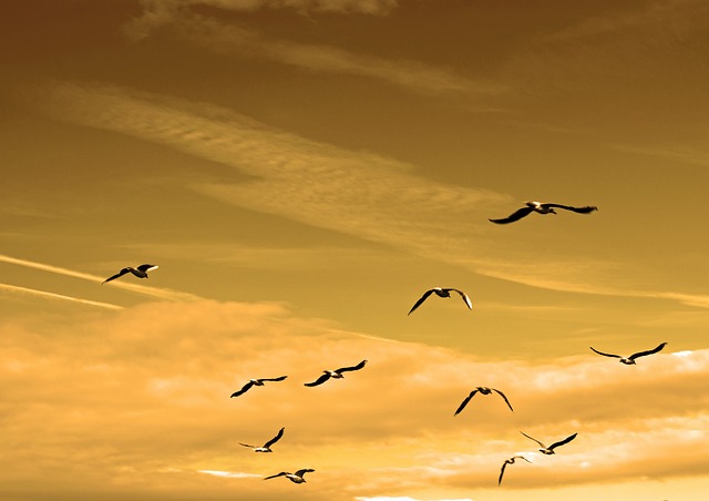 Sky Experience
