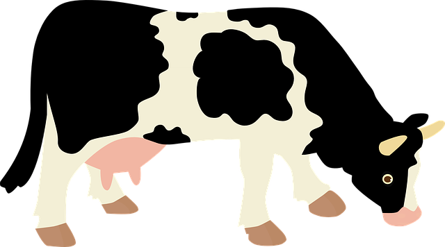 Tour Operator