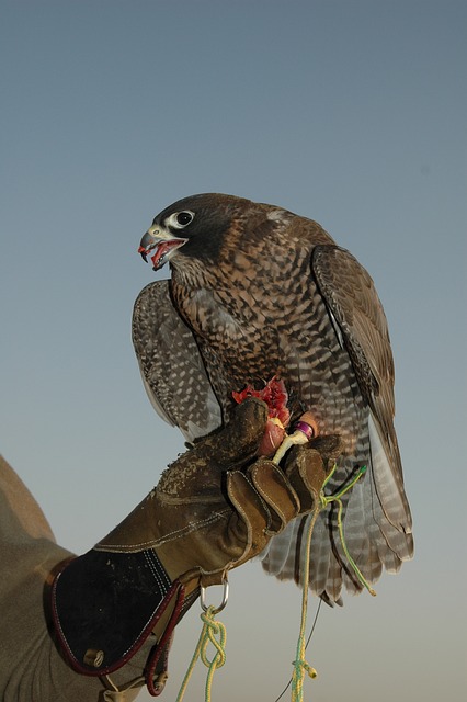 transfer-dubai-640x480-11380916.jpeg