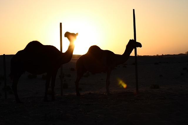 transfer transfer abu dhabi to dubai