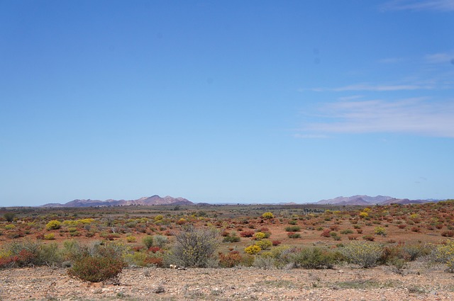 vip desert