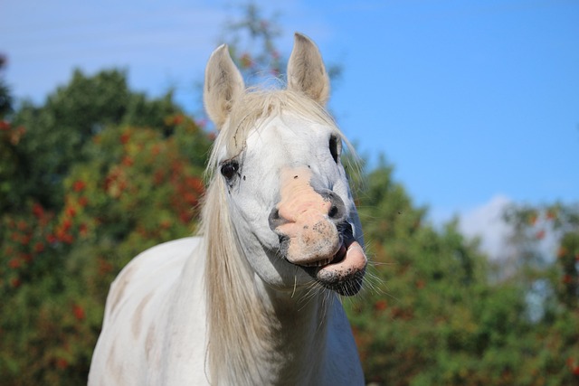arabian-ranches-640x480-24899452.jpeg
