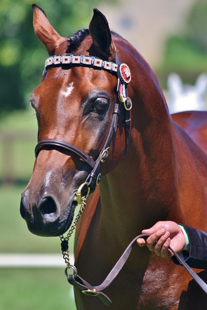 Arabian Ranches