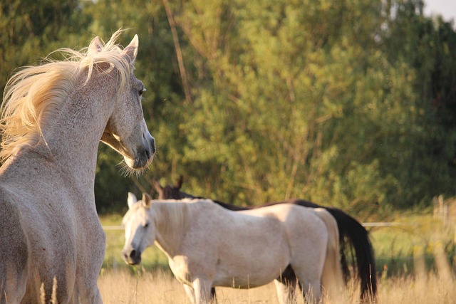 Arabian Ranches