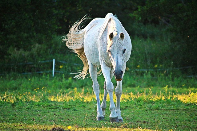 Arabian Ranches
