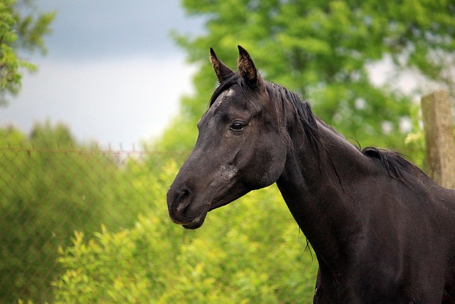 Arabian Ranches