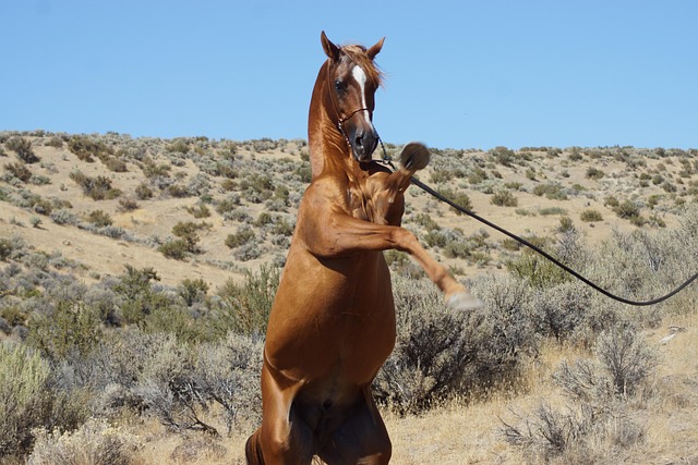 Arabian Ranches