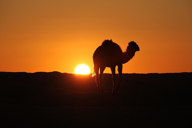 camel
