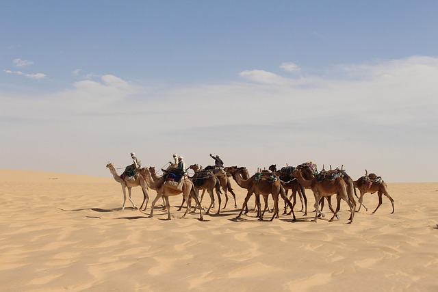 Sunset Camel Ride Dubai: Ticket Prices & What to Expect