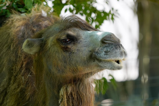 camel
