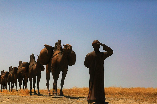 camel