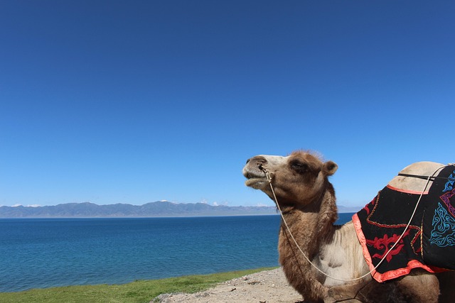 camel