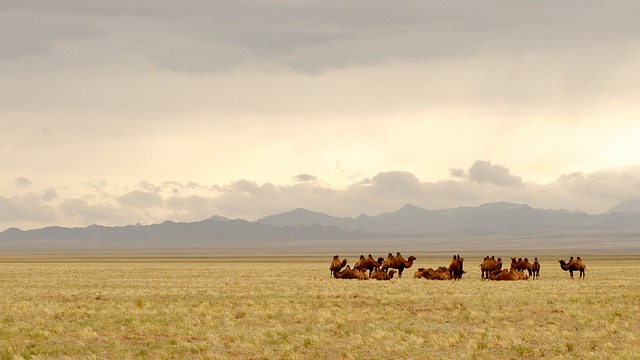 Camel Riding