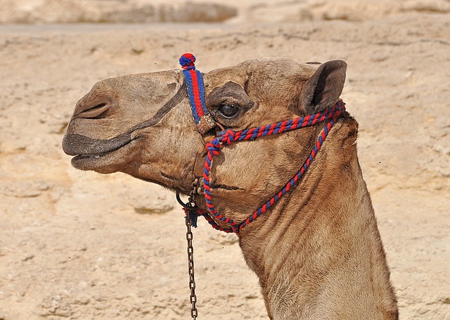 desert camel