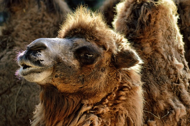 desert camel