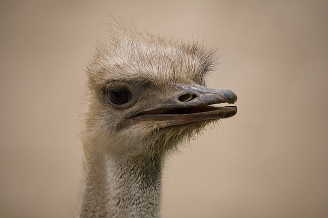desert-safari-640x480-25224581.jpeg