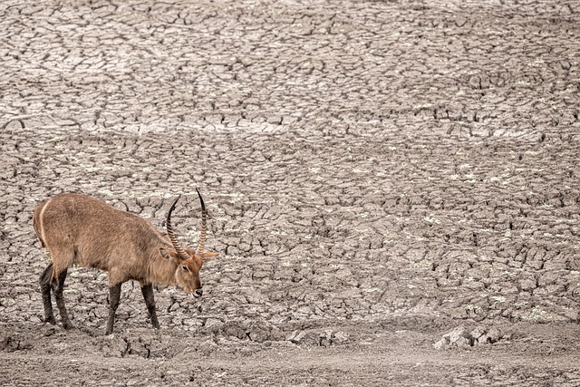 desert-safari-640x480-85011394.jpeg