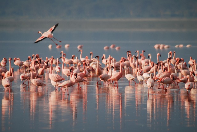 Personalized Desert Safaris: Your Dream Journey from JLT, Dubai