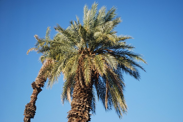 Palm Jumeirah Safari: Seamless Transport & Dune Adventures in Dubai