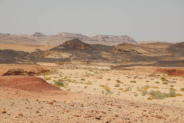 desert safari tours