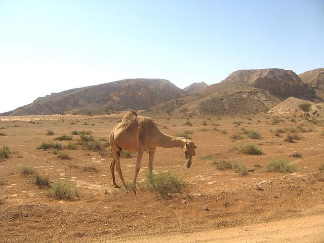 dubai desert