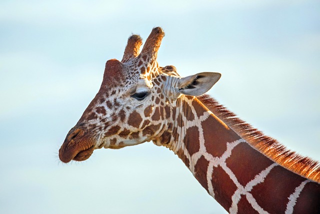 safari deals